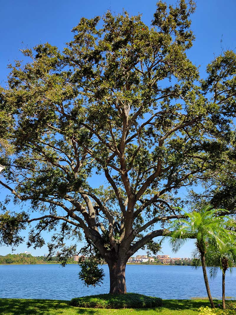 grand ole oak tree
